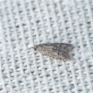 Tracholena homopolia at Harrison, ACT - suppressed