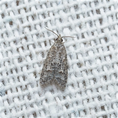 Tracholena homopolia at Harrison, ACT - suppressed