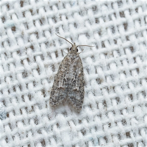 Tracholena homopolia at Harrison, ACT - suppressed