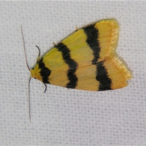 Heliosia jucunda at Bolivia, NSW - suppressed