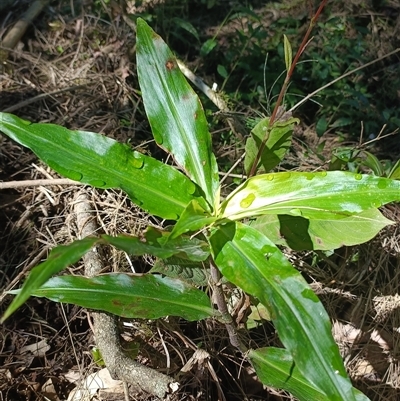 Unverified Plant at Darkwood, NSW - 7 Apr 2025 by jason_john
