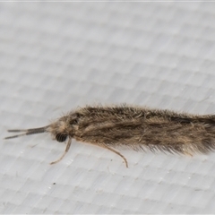 Hydroptilidae (family) at Melba, ACT - suppressed