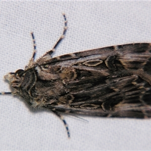 Agrotis radians at Bolivia, NSW - suppressed