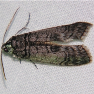 Unverified Pyralid or Snout Moth (Pyralidae & Crambidae) by PJH123