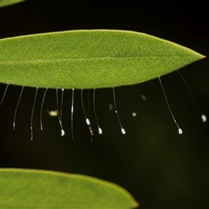 Unverified Lacewing (Neuroptera) at Higgins, ACT - Yesterday by AlisonMilton