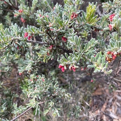 Grevillea lanigera (Woolly Grevillea) at Brindabella, ACT - 13 Apr 2025 by JillianM