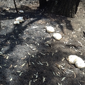 Unverified Fungus at Crowther, NSW - 18 Jan 2019 by Frecko