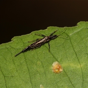 Idolothrips spectrum at Higgins, ACT - Yesterday by AlisonMilton