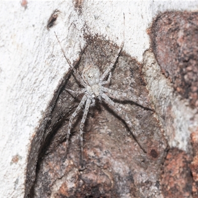 Tamopsis sp. (genus) (Two-tailed spider) at Higgins, ACT - 16 Apr 2025 by AlisonMilton
