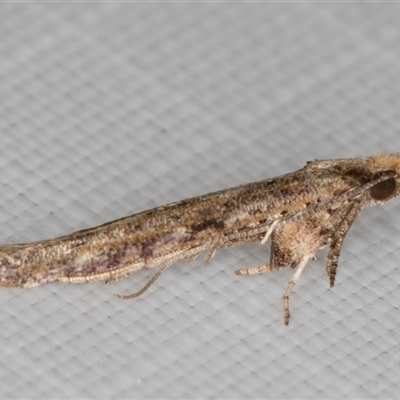 Zelleria cynetica (Rectangular Ermine Moth) at Melba, ACT - 12 Apr 2025 by kasiaaus