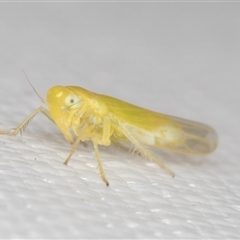 Typhlocybinae (subfamily) at Melba, ACT - 12 Apr 2025 by kasiaaus