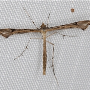 Sinpunctiptilia emissalis at Melba, ACT - 13 Apr 2025 by kasiaaus