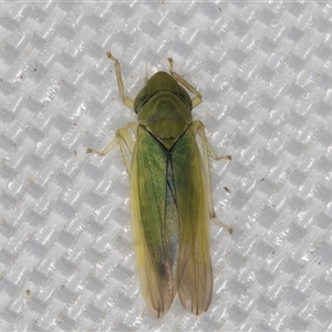 Typhlocybinae (subfamily) at Melba, ACT - 13 Apr 2025 by kasiaaus