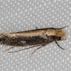 Monopis crocicapitella at Melba, ACT - 14 Apr 2025 by kasiaaus