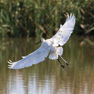 Platalea regia (Royal Spoonbill) at Fyshwick, ACT - 16 Apr 2025 by RodDeb