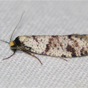 Conoeca guildingi at Bolivia, NSW - suppressed