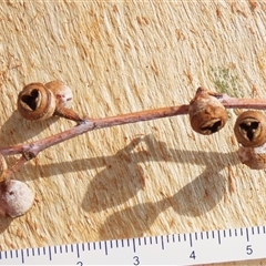 Eucalyptus polyanthemos subsp. polyanthemos at Cootralantra, NSW - 7 Apr 2025 03:28 PM