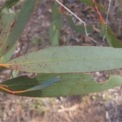 Eucalyptus pauciflora subsp. pauciflora (White Sally, Snow Gum) at Cootralantra, NSW - 7 Apr 2025 by AndyRoo
