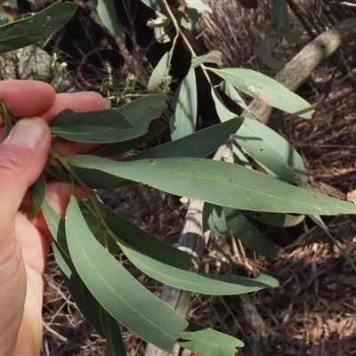 Acacia falciformis (Broad-leaved Hickory) at Cootralantra, NSW - 7 Apr 2025 by AndyRoo