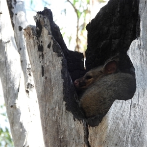 Trichosurus vulpecula at Kambah, ACT - 15 Apr 2025 02:54 PM