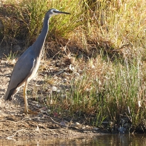 Egretta novaehollandiae (White-faced Heron) at Kambah, ACT - Yesterday by LineMarie