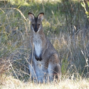 Notamacropus rufogriseus at Tennent, ACT - 8 Apr 2025 by LineMarie
