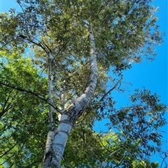 Alphitonia excelsa by MazzV