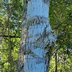Alphitonia excelsa at Copmanhurst, NSW - suppressed