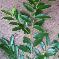 Alphitonia excelsa at suppressed - suppressed