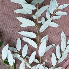 Alphitonia excelsa at suppressed - suppressed
