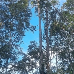 Corymbia sp. by MazzV
