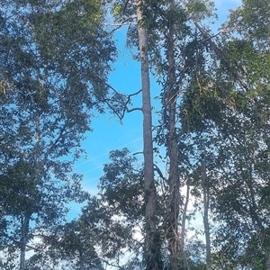 Corymbia sp. by MazzV
