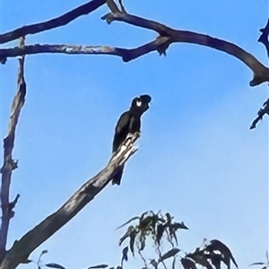 Zanda funerea (Yellow-tailed Black-Cockatoo) at Kangaroo Valley, NSW - Today by lbradley