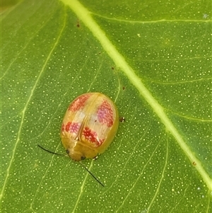 Paropsisterna fastidiosa (Eucalyptus leaf beetle) at Quialigo, NSW - Yesterday by JaneR