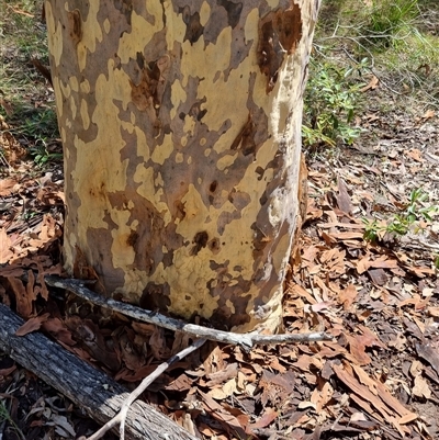 Unverified Gum Tree by MazzV