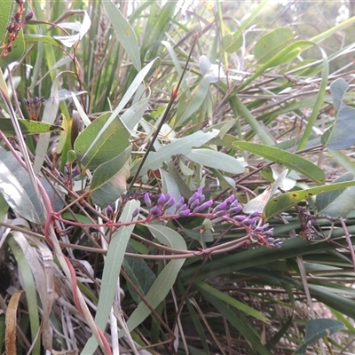 Hardenbergia violacea (False Sarsaparilla) at Capital Hill, ACT - 24 Jul 2024 by MichaelBedingfield