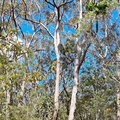 Unverified Gum Tree by MazzV