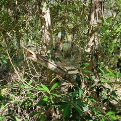 Tristaniopsis laurina at suppressed - suppressed