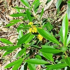 Tristaniopsis laurina at suppressed - suppressed