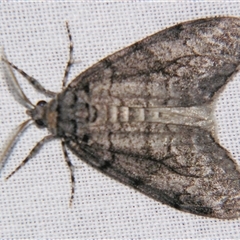 Smyriodes undescribed species nr aplectaria at Bolivia, NSW by PJH123