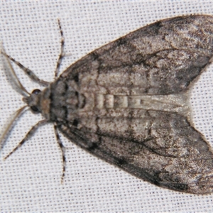 Smyriodes undescribed species nr aplectaria at Bolivia, NSW - suppressed