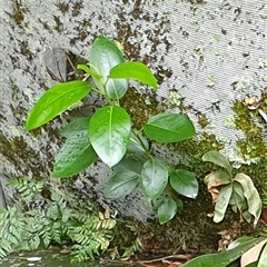 Ficus (genus) at Copmanhurst, NSW - suppressed