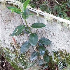 Ficus (genus) at Copmanhurst, NSW - suppressed