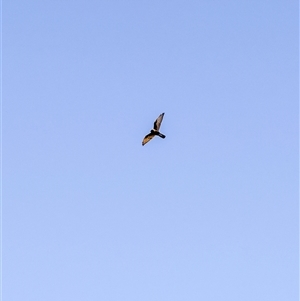 Falco berigora at Orangeville, NSW - 17 Apr 2025 10:24 AM