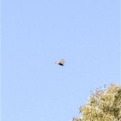 Falco berigora at Orangeville, NSW - 17 Apr 2025 10:24 AM