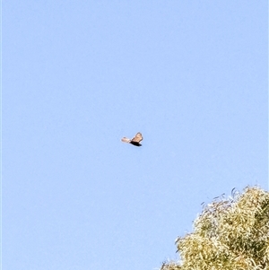 Falco berigora at Orangeville, NSW - 17 Apr 2025 10:24 AM