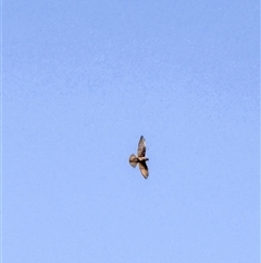 Falco berigora at Orangeville, NSW - 17 Apr 2025 10:24 AM