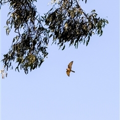Falco berigora at Orangeville, NSW - 17 Apr 2025 10:24 AM