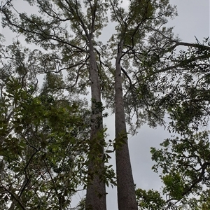 Eucalyptus sp. by MazzV