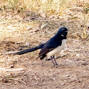 Rhipidura leucophrys at Orangeville, NSW - Today by belleandjason